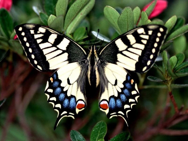 schmetterling_schwalbenschwanz