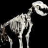 Natáčíme podcast pro Moravské Zemské Muzeum (Anthropos) – tentokrát paleontologické období…..