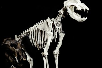 Natáčíme podcast pro Moravské Zemské Muzeum (Anthropos) – tentokrát paleontologické období…..